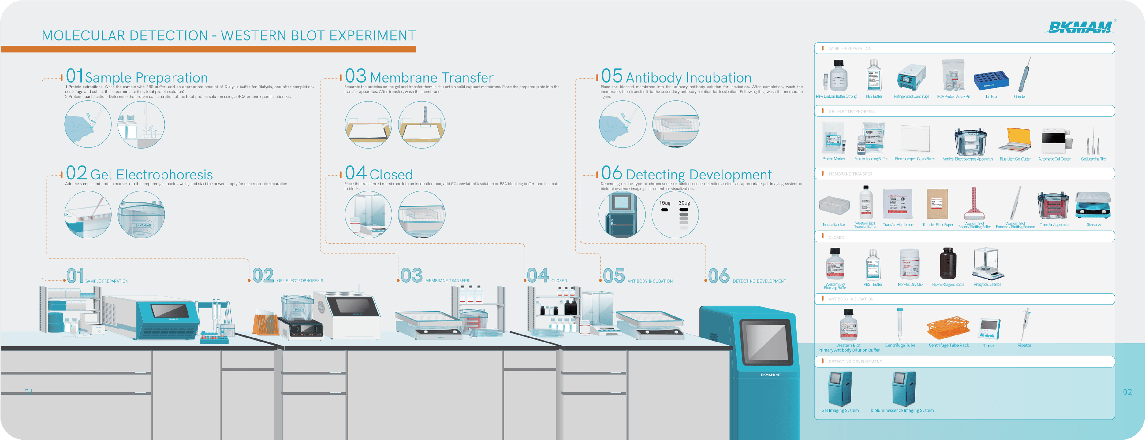 MOLECULAR DETECTION-WESTERN BLOT EXPERIMENT